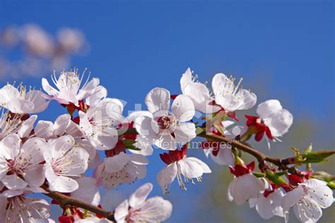 羅奇峰玄學 杏樹開花